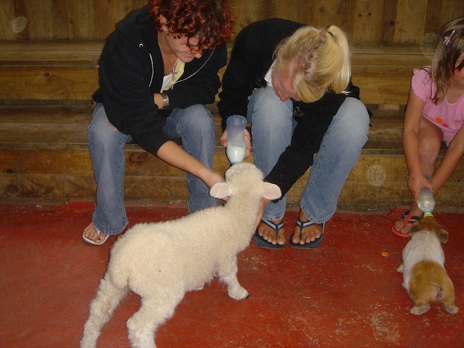 NZ SheepWorld1.JPG (142188 bytes)